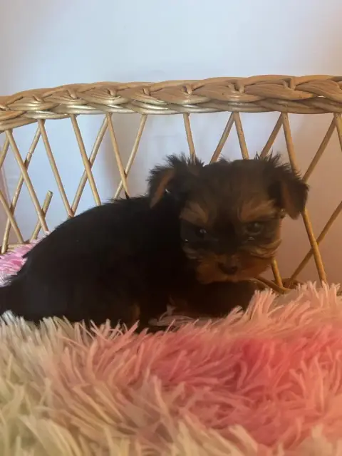 Yorkshire Terrier  Bart Du Hameau De Roxane
