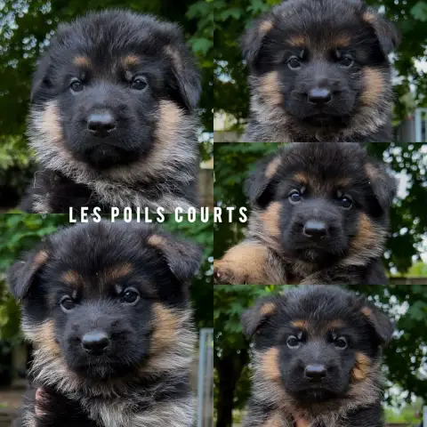 Berger Allemand  Male Poil Court Iii Von Haus Kenzy 3367d