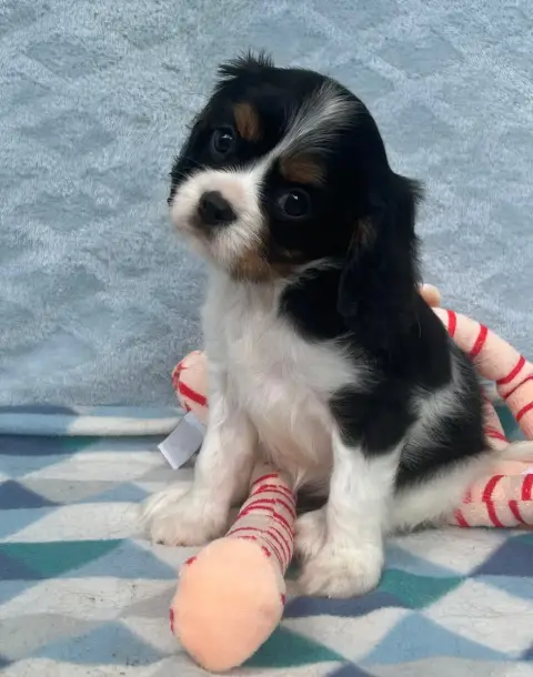 Cavalier King Charles Spaniel  Chiot N°4 D'Ysatis photo 3