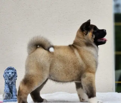 Akita Americain  Bara Of Bear'S Park photo 2