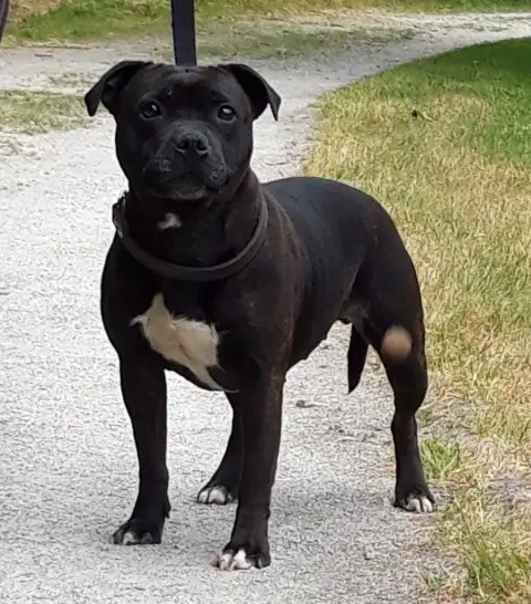 Staffordshire Bull Terrier  Blast Wave De Contagious  49f8e photo 3