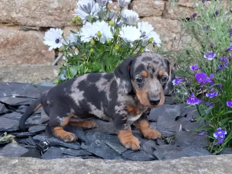 Teckel Poil Ras  Chiot Teckel Nain Lof Et Teste photo 3