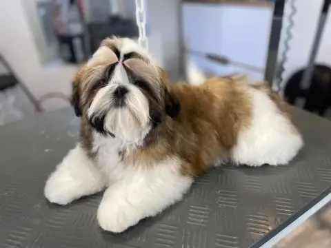 Shih Tzu  Alessio De La Nuit Etoilée De Méline photo 3
