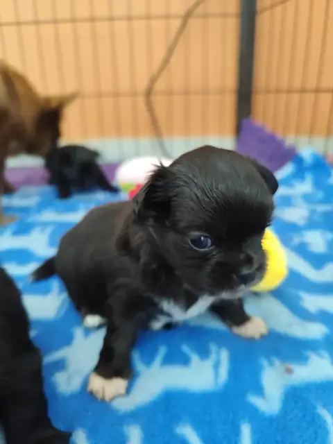 Chihuahua  Bonita Noire Et Blanche De La Terre Des Me 53ec6