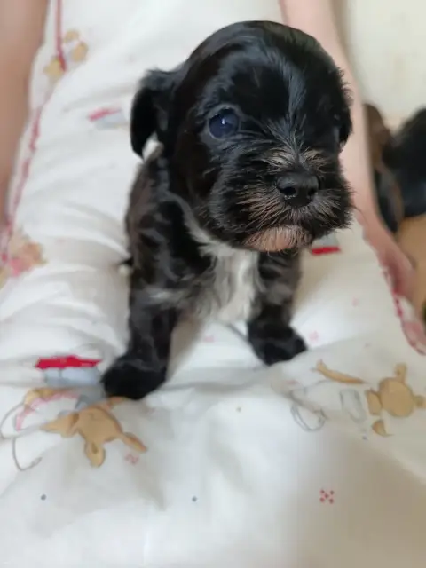 Bichon Havanais  Belladone Du Royaume De Faidel
