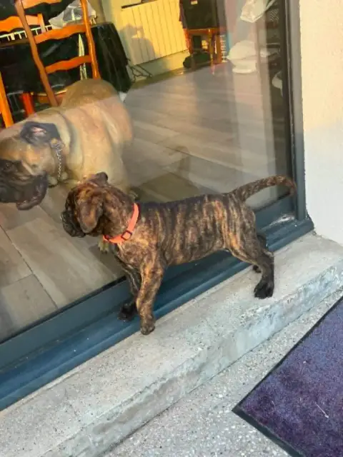 Bullmastiff  Bulma Du Domaine De Mc Queen photo 3