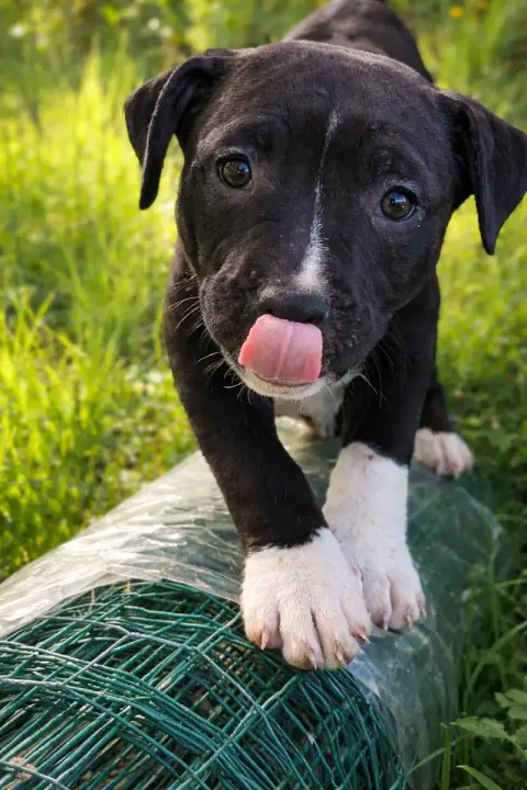 American Staffordshire Terrier  Black Moon Of The Ang 24971 photo 3