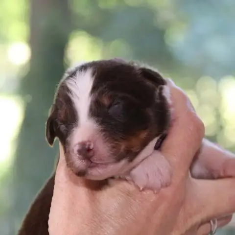 Berger Australien  Chiot 7 Des Bergers De La Tribu De 67f82