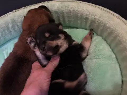 Shiba  Biyu Noir Du Cèdre Enchanté