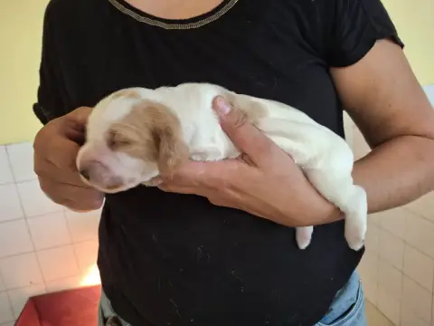 Cocker Spaniel Anglais  M2 Blanc Et Orange Ar Ti Mare 8c6ce