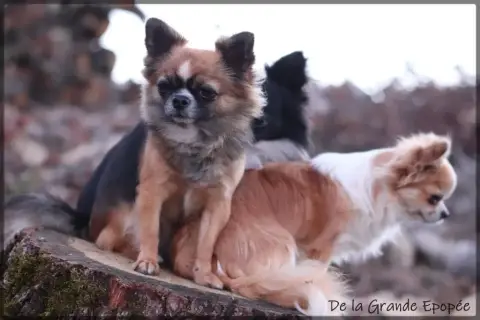 Chihuahua  B... De La Grande Epopée photo 3