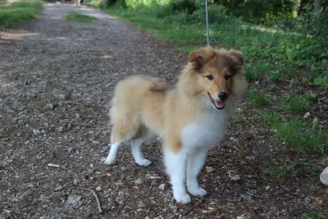 Shetland Sheepdog  Beauté Du Royaume D'Angélique photo 2