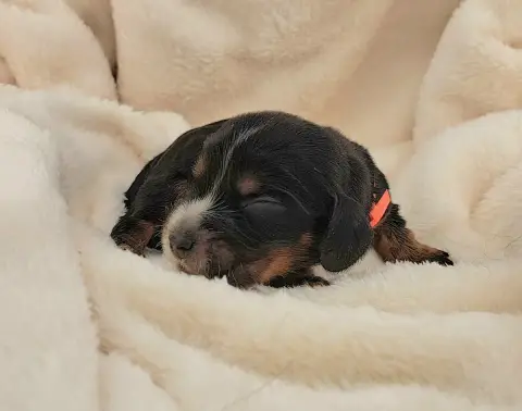 Cocker Spaniel Anglais  Bonbon photo 2