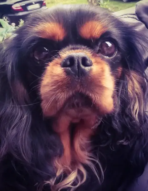 Cavalier King Charles Spaniel  Chiot 3 Du Puits Des S a6997 photo 2