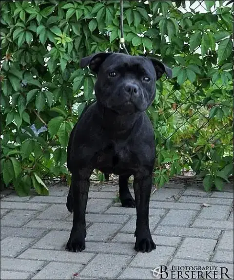 Staffordshire Bull Terrier  Asap Hot Rever’S photo 3