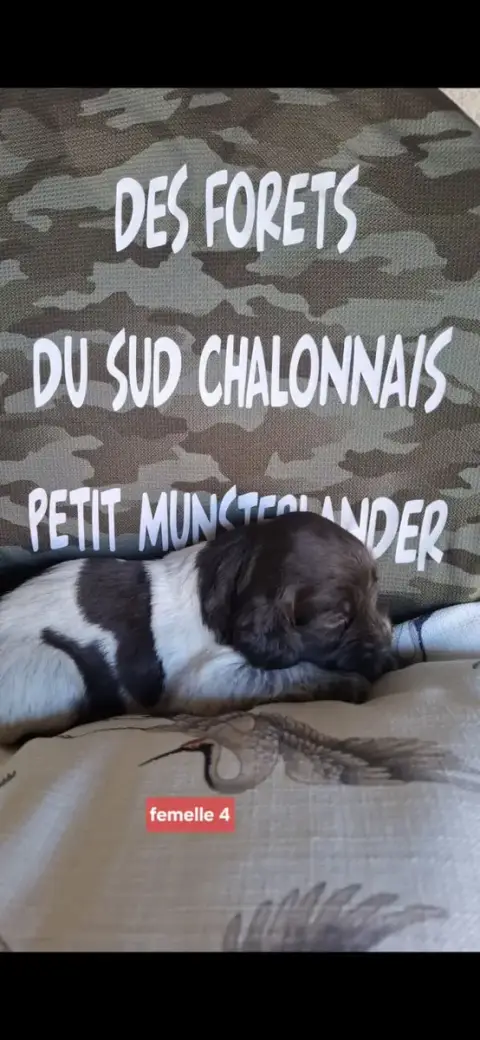 Petit Epagneul De Münster  Chiot N°7 Des Forêts Du Su 00c2e