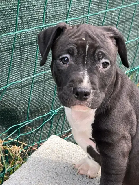 American Staffordshire Terrier  Black Moon Of The Ang 24971 photo 2
