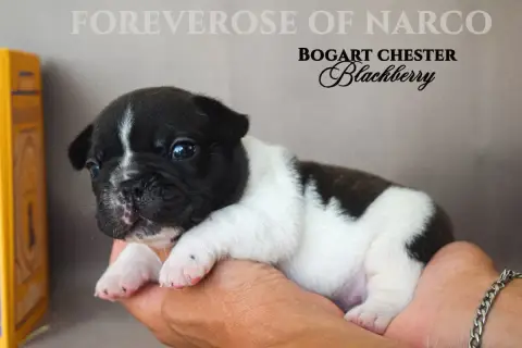 Bouledogue Français  Bogart Chester Blackberry Foreve 3680d photo 3