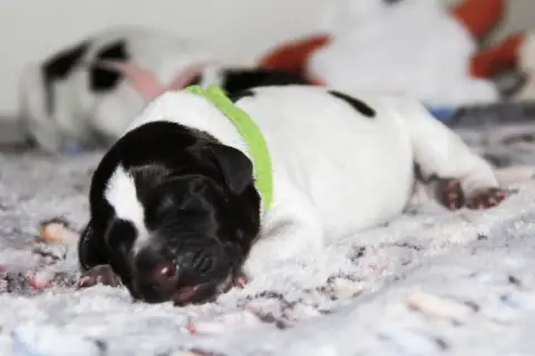 Chien D'Arrêt Allemand À Poil Dur  Bailey Des Arrêts  23d99