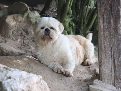 Lhassa Apso  Bingo Der Lenn photo 3