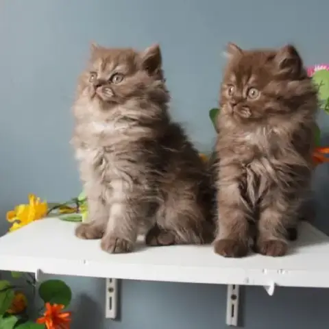 Chaton Highland Straight