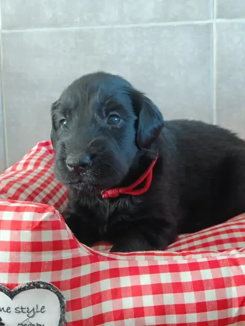 Flat Coated Retriever  Collier Rouge De Javelot Des G 95aba