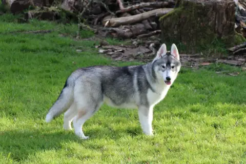 Siberian Husky  M2 Collier Orange Des Legendes Du Tri c94d8