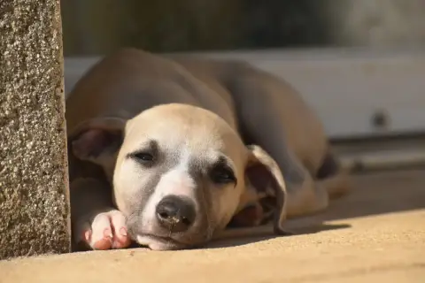 Whippet  Biscuit Au Chocolat Des Milles Folies