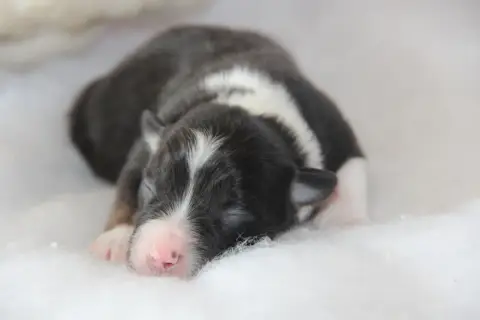 Berger Américain Miniature  Chiot N°1 Na Caorrun