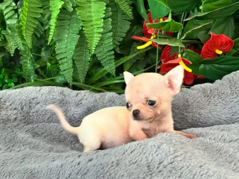 Chihuahua  Petite
