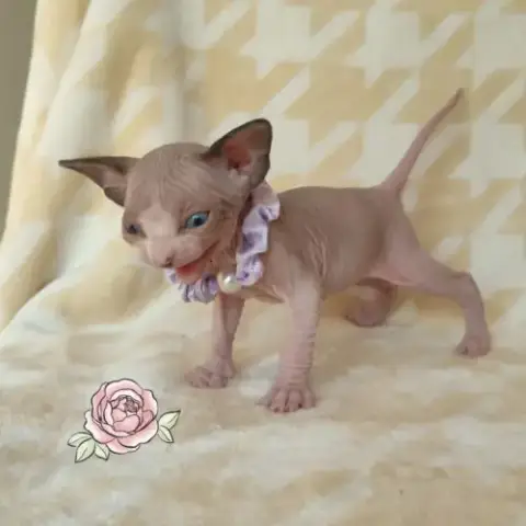 Chatons Sphynx Loof À Réserver