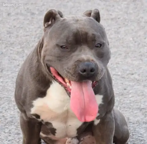 American Staffordshire Terrier  Baguera Des Lys De So 1483b photo 3