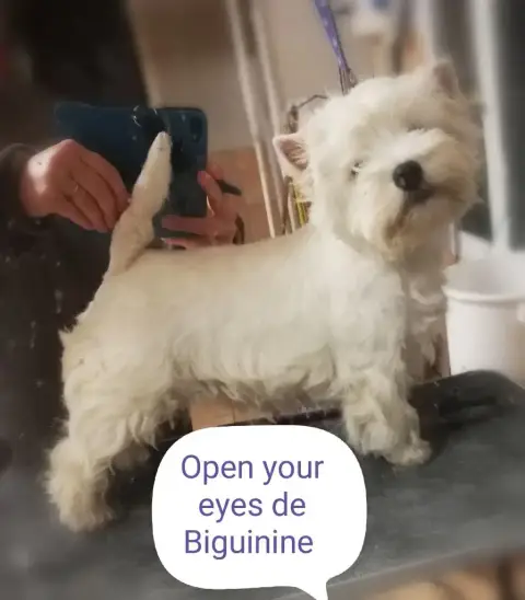West Highland White Terrier  Chiot N°5 De Biguinine ee24d photo 3