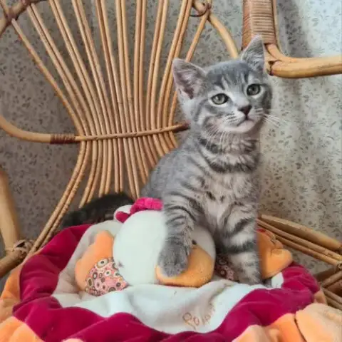 Greg-Adorable Chaton