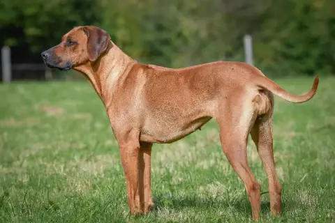Rhodesian Ridgeback  Chiot N°2 Belkis photo 3