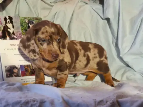 Teckel Poil Ras  Chiot N°1