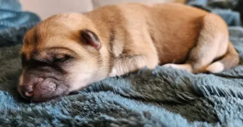 Akita  Bofu Tatsumaki Des Dragons De Nishio photo 2