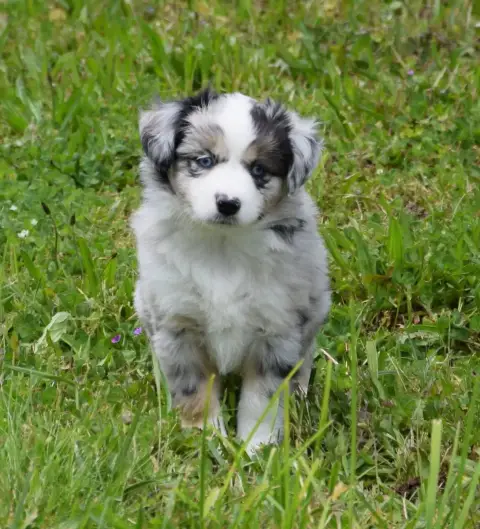 Berger Américain Miniature  Chiot N°7