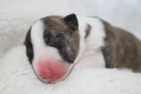 Bull Terrier Miniature  Chiot N°6 De L'Eternel De Gay 5d7fb photo 3