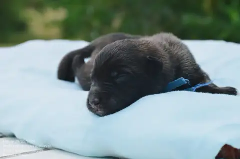 Berger Belge  Chiot 2 Mady'N Alphysia