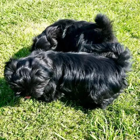 Shih Tzu  Broadway The Tresors By Lou photo 2