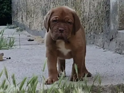 Dogue De Bordeaux  Bibi Des Gargans D'Or