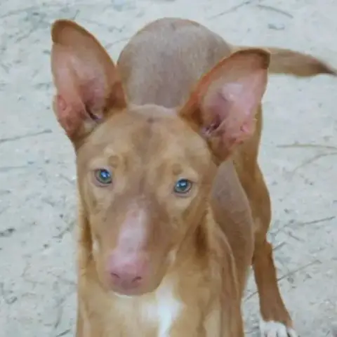 Duvet, Petit Podenco D'1 An À Aimer