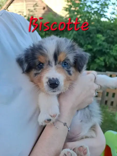 Berger Australien  Biscotte Des Pattes Pezolie