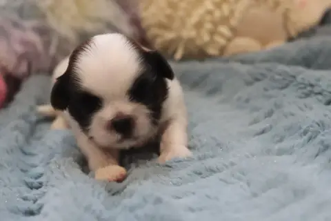 Shih Tzu  Banby De La Ferme Des Mottes