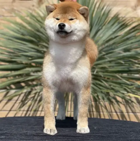 Shiba  Chiot N°6 Des Fringants Complices photo 3