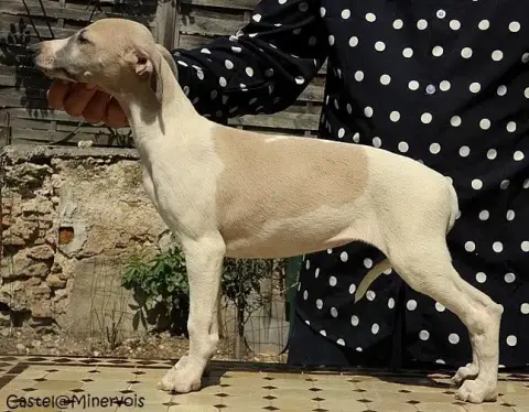 Whippet  Bb Love Du Castel Minervois