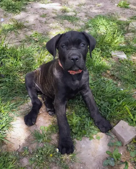 Cane Corso  Collier Rose De La Tribu Amazone photo 2