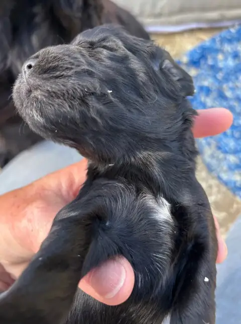 Cocker Spaniel Anglais  B............ Des Etangs De D 5f83d