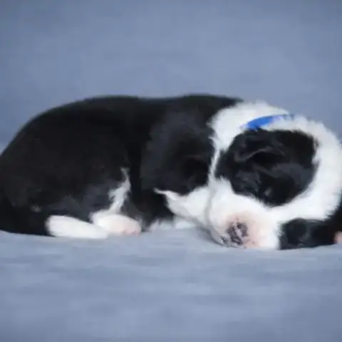 Border Collie Lof